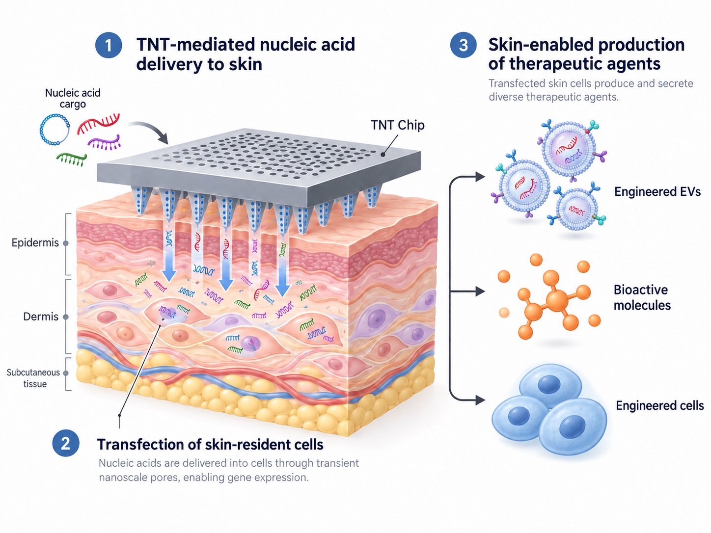 Tissue Nano-Transfection schematic showing silicon nanochannel arrays delivering nucleic acids into skin to generate engineered extracellular vesicles, bioactive molecules, and cells
